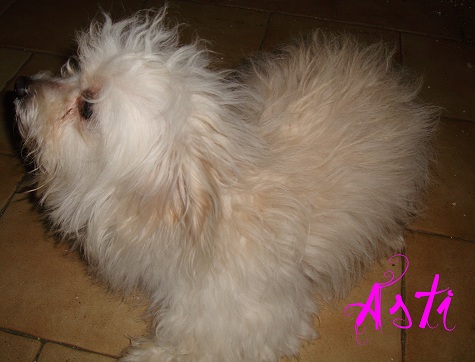 Asti - Bichon Maltês